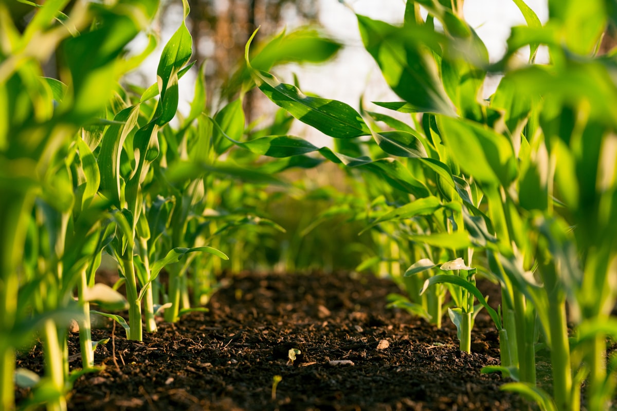 Farmers with agricultural tools and seed supplies