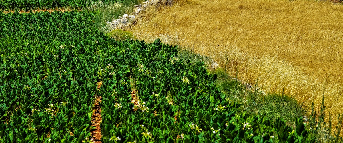 Women working together in agricultural fields